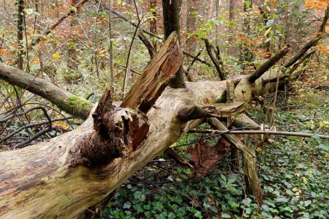 Old tree trunk lying in an autumn forest