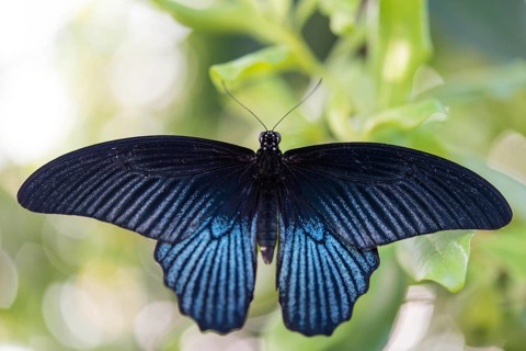 Spangle (Papilio protenor)