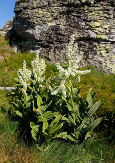 White False Hellebore (Veratrum album)