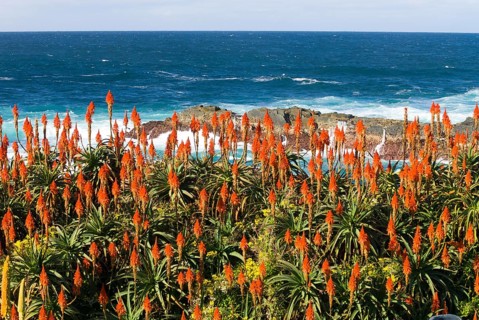 Flowering Krantz Aloe or Candelabra Aloe (Aloe arborescens) on the coast of the Indian Ocean