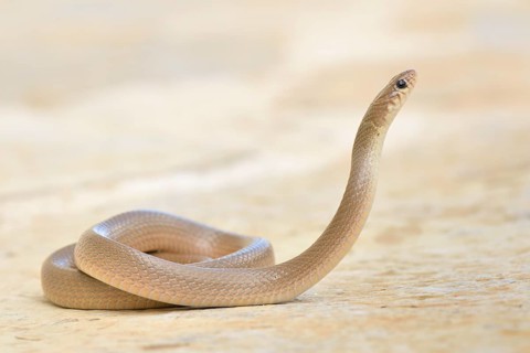 Ring-headed Dwarf Snake (Eirenis modestus)