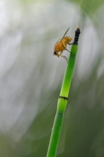 Water Horsetail (Equisetum fluviatile) with Yellow Dung Fly (Scatophaga stercoraria)