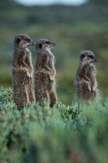 Three Meerkats (Suricata suricatta)