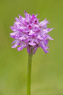 Three-toothed Orchid (Neotinea tridentata)
