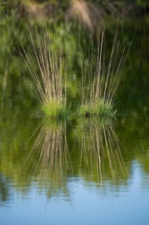 Purple Moor Grass (Molinia caerulea)