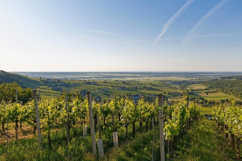 Eisenberg vineyard