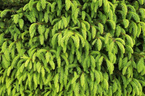 Young shoots of a Norway Spruce (Picea abies)