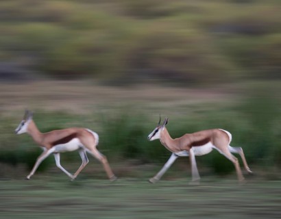 Running Springboks (Antidorcas marsupialis)