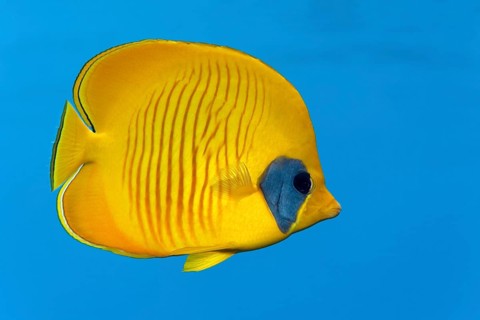 Bluecheek Butterflyfish (Chaetodon semilarvatus)