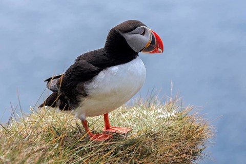 Puffin (Fratercula arctica)