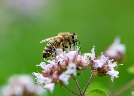 Honey bee (Apis mellifera) on purple flower