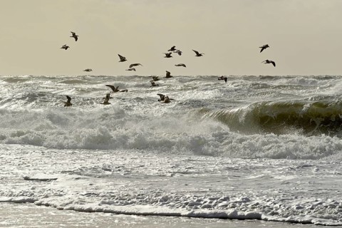 European herring gulls (Larus argentatus) flying over the stormy North Sea