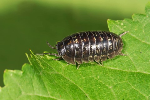 Saftkugler (Glomeris) on a leaf