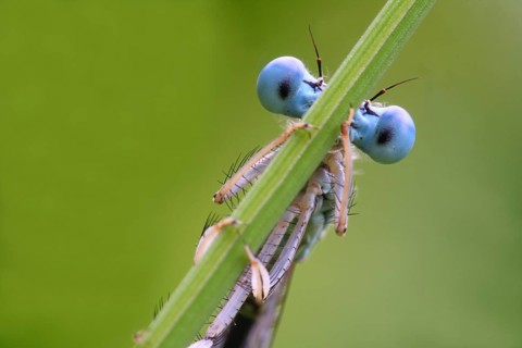 White-legged Damselfly (Platycnemis pennipes)