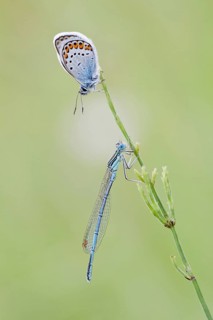 Common Blue (Polyommatus icarus) and a Blue-tailed Damselfly (Ischnura elegans) on a blade of grass