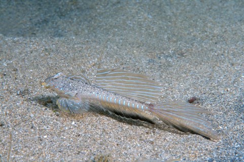 Sailfin Dragonet (Callionymus pusillus)