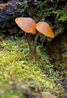 Snakeskin Brownie (Hypholoma marginatum)