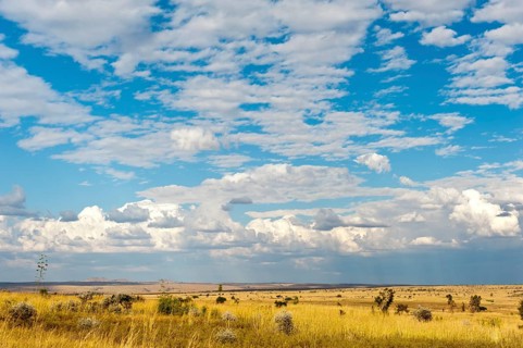 Wide grass landscape