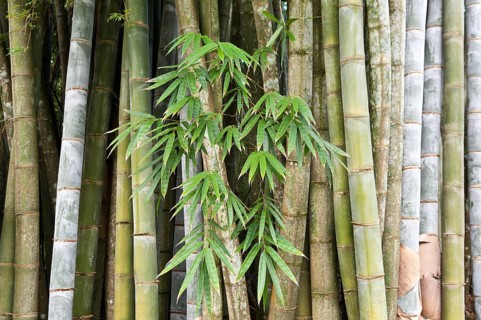Bamboo