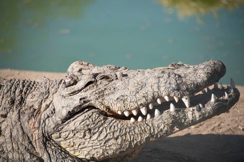 Nile Crocodile (Crocodylus niloticus)