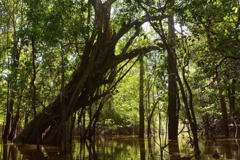 Giant rainforest tree in the flooded Varzea forest