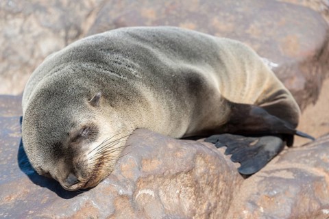 Young Brown Fur Seal or Cape Fur Seal (Arctocephalus pusillus) sleeping on a rock