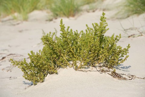 Prickly Saltwort (Kali turgida)