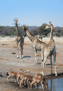 Giraffes (Giraffa camelopardalis) and Aepyceros melampus petersi) at the Chudob waterhole