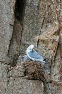 Black-legged Kittiwakes (Rissa tridactyla)