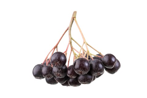Fruit umbel
