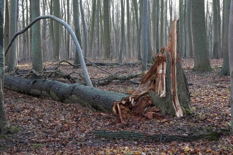 Windsnap in the forest of Nienhagen