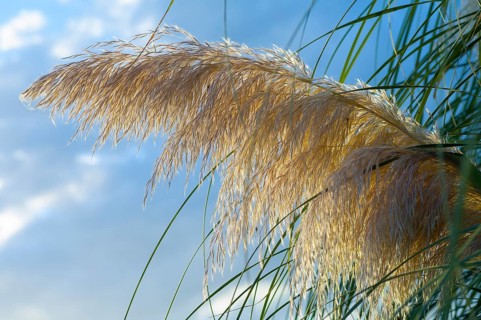 Pampas Grass (Cortaderia selloana)