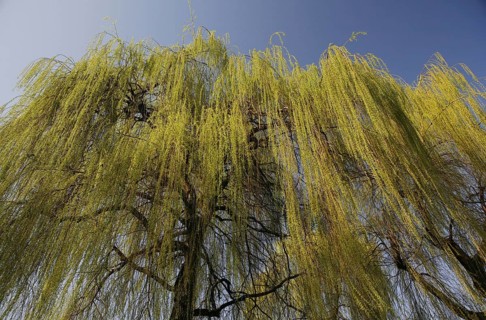 Weeping Willow (Salix babylonica)