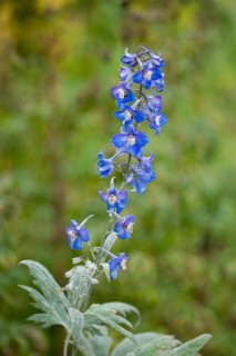 Candle Larkspur (Delphinium elatum)