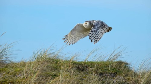 Snowy Owl (Bubo scandiacus)