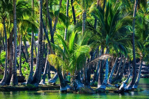 Palm trees at the Hopeaia Fishpond