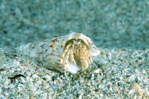 Small Hermit Crab (Diogenes pugilator)