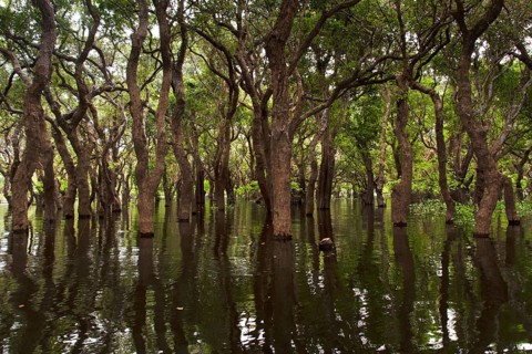 Mangroves
