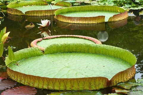 Leaves the Irupe or Santa Cruz Water Lily (Victoria cruziana)