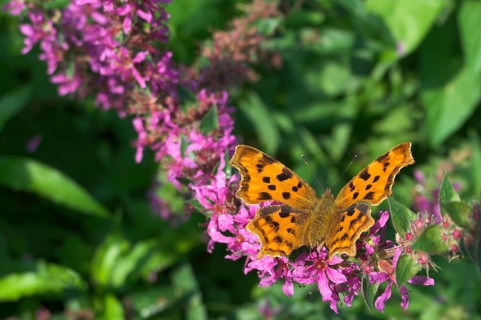 Comma (Polygonia c-album)