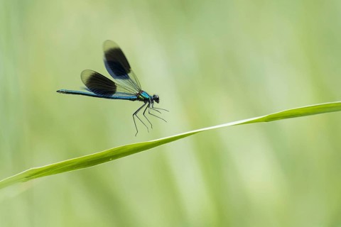 Banded demoiselle (Calopteryx splendens)