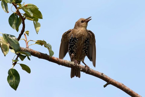 European Starling (Sturnus vulgaris)