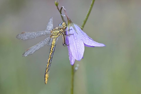 Western Clubtail (Gomphus pulchellus) on a Spreading Bellflower (Campanula patula)