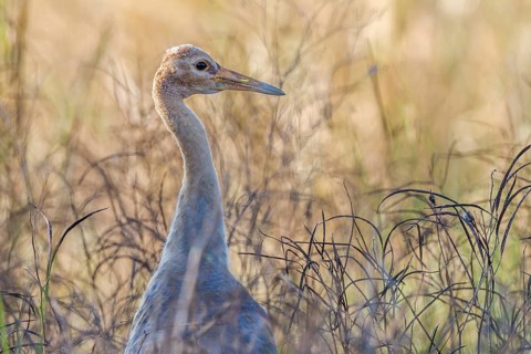 Sarus Crane (Grus antigone antigone)