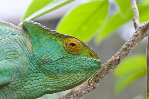 Parson's chameleon (Calumma parsonii)