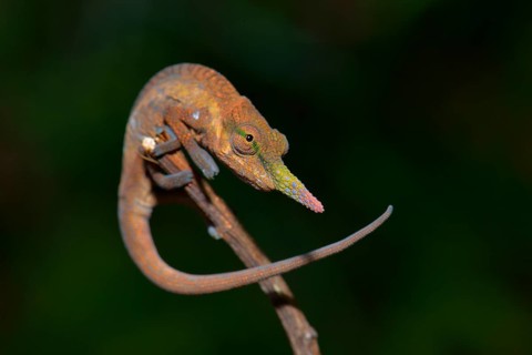 Pinocchio-Chamaleon (Calumma gallus)