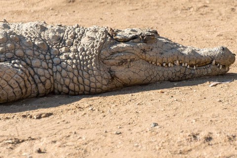 Nile Crocodile (Crocodylus niloticus)