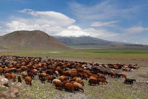Flock of sheep in front of Mount Ararat