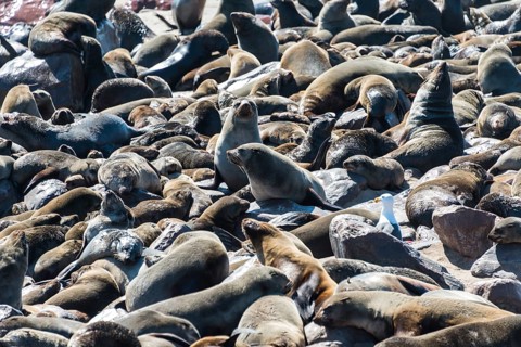 Colony of Brown Fur Seals or Cape Fur Seals (Arctocephalus pusillus)