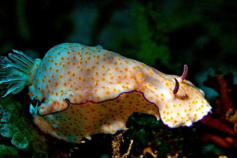 Sea Slug (Risbecia pulchella)